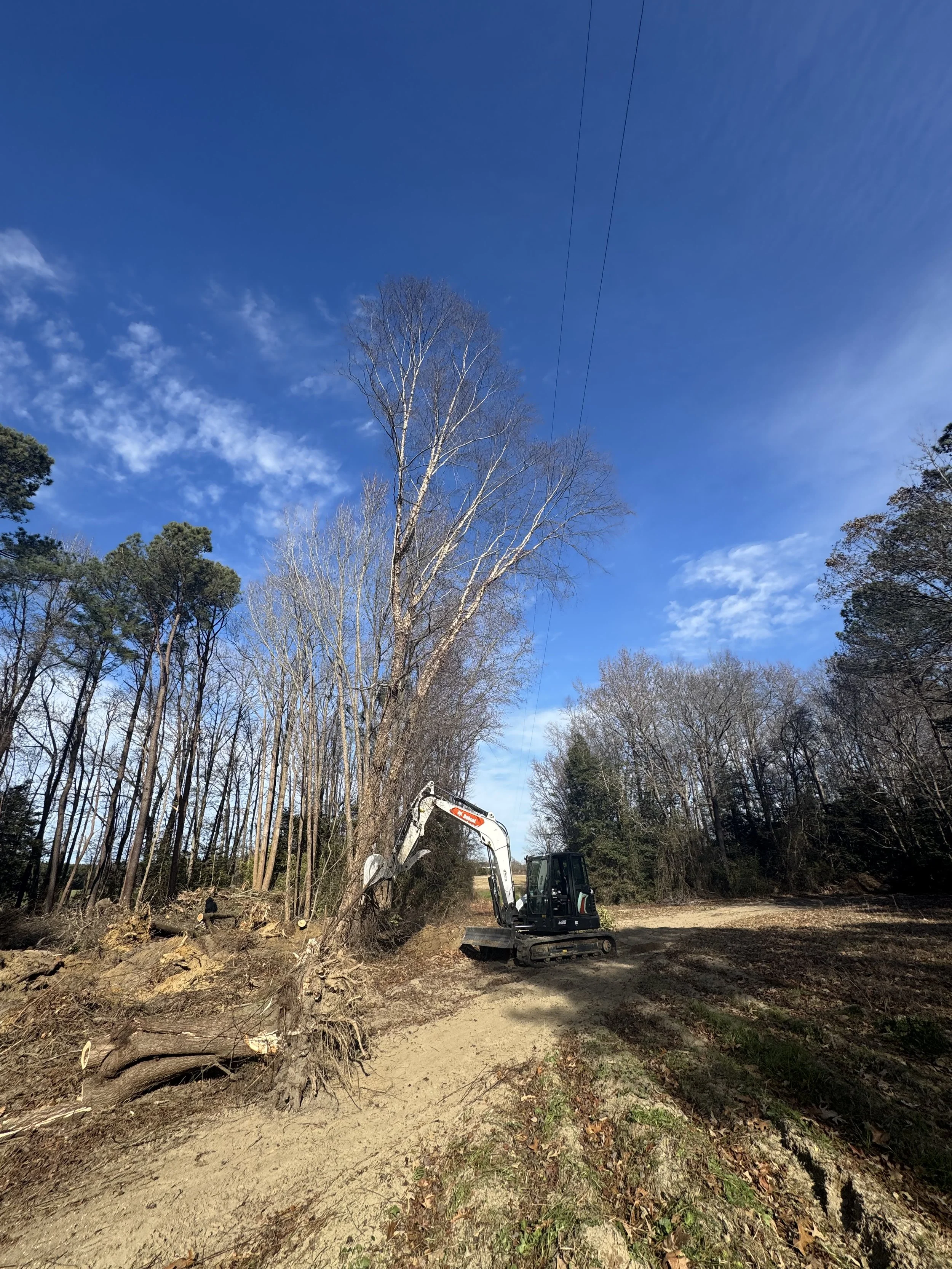 A small excavator is cutting down a tall, leafless tree in a rural area with clear blue skies and scattered clouds, surrounded by trees and dirt ground.