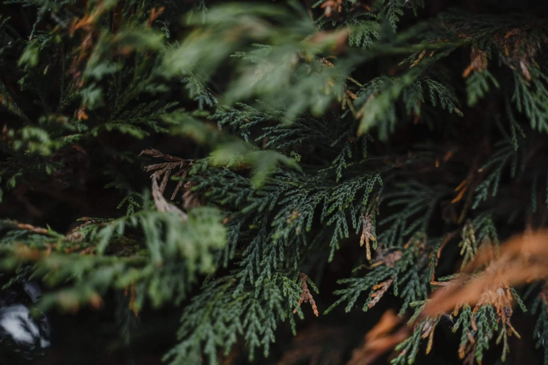 Close-up of green pine tree branches with detailed needle leaves, some tips with brown color, and a dark background.