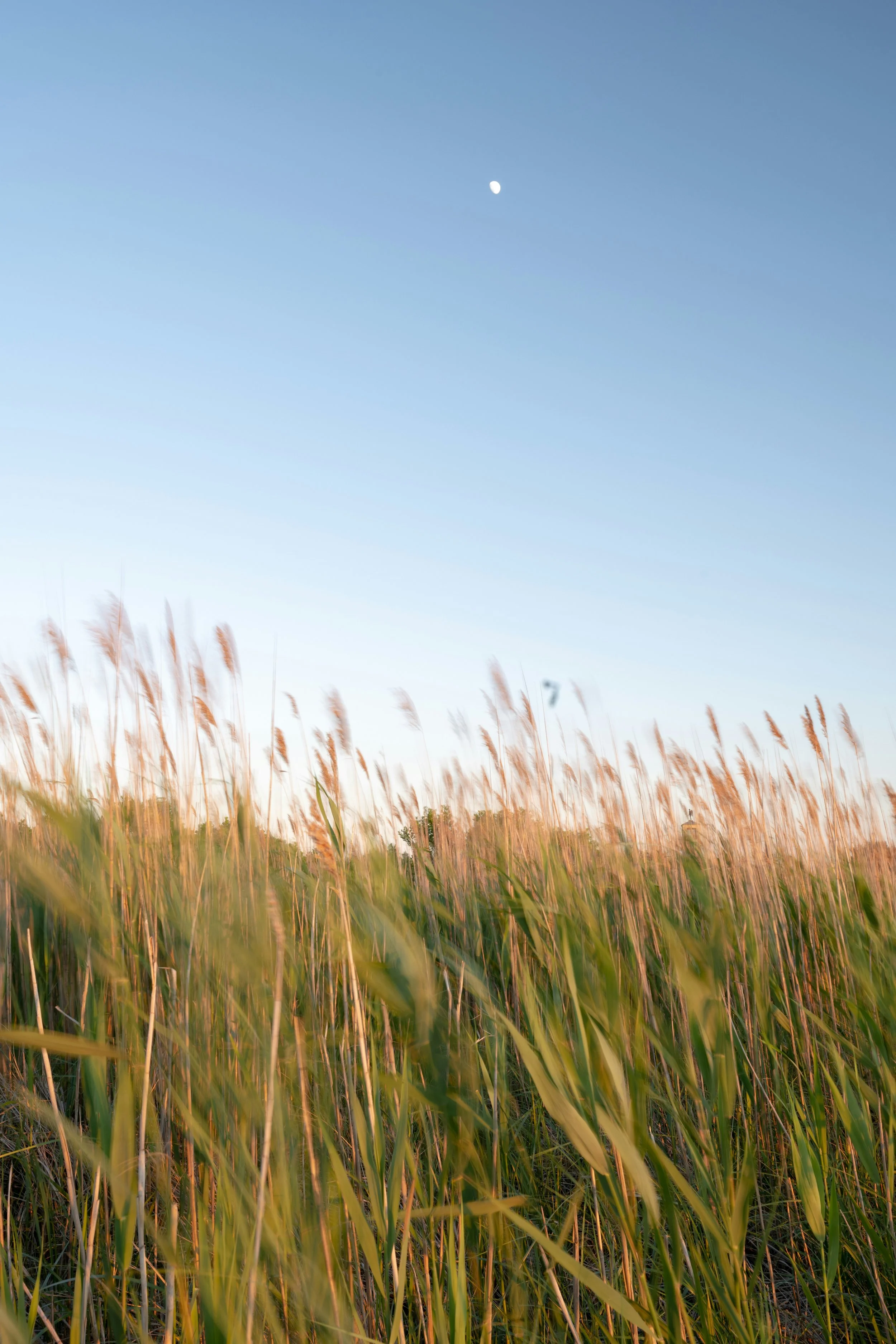 Tall grass in a field with a clear blue sky and a small visible moon.