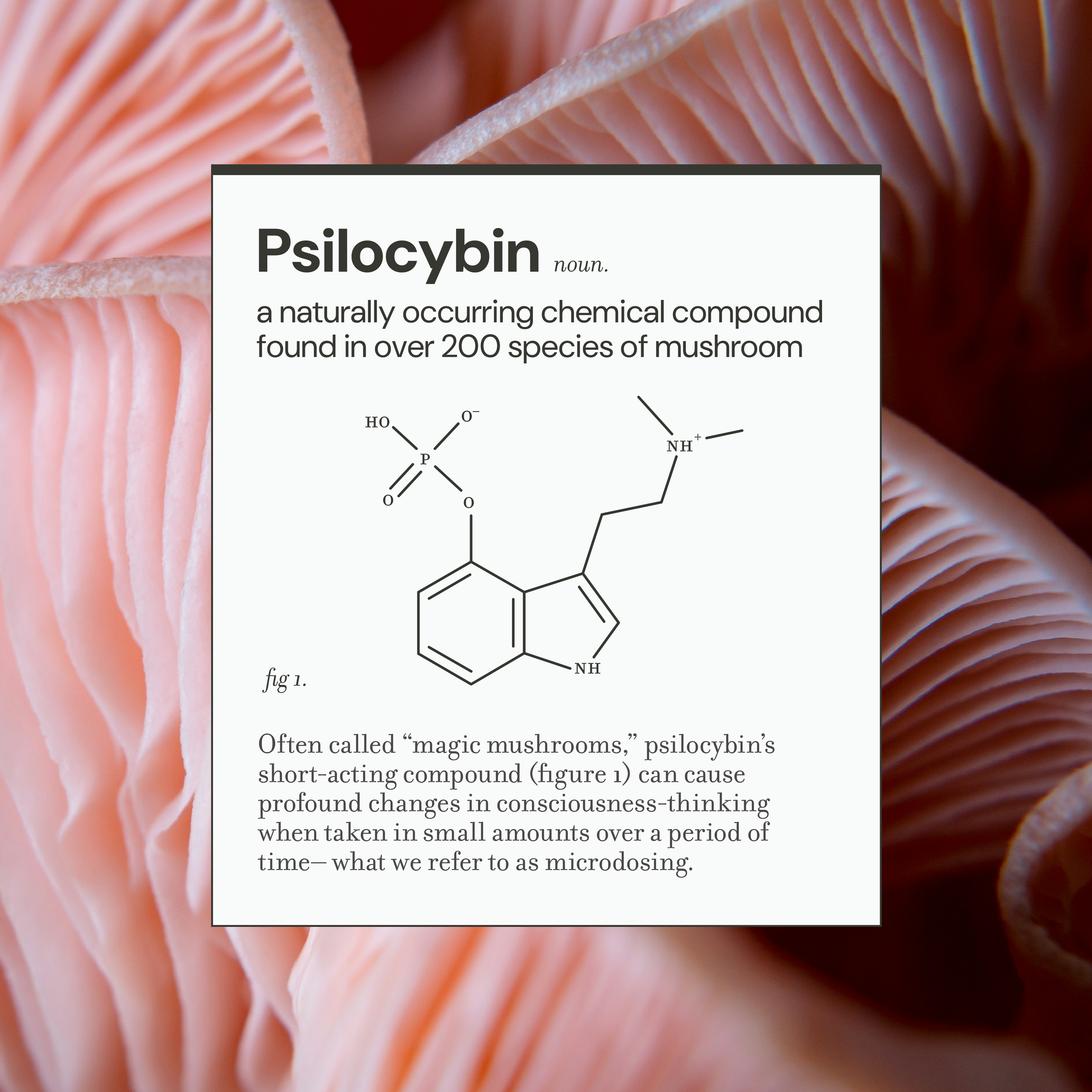 Close-up of pink mushrooms with gills, with a text overlay about psilocybin, a chemical compound found in certain mushrooms.