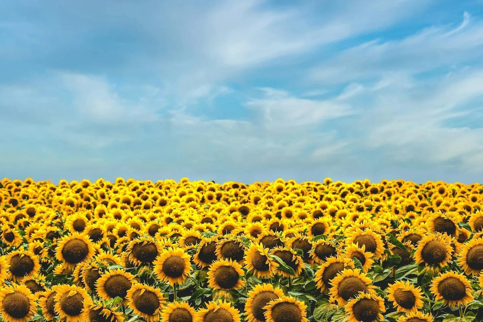 Field of bright yellow sunflowers under a blue sky with wispy clouds.