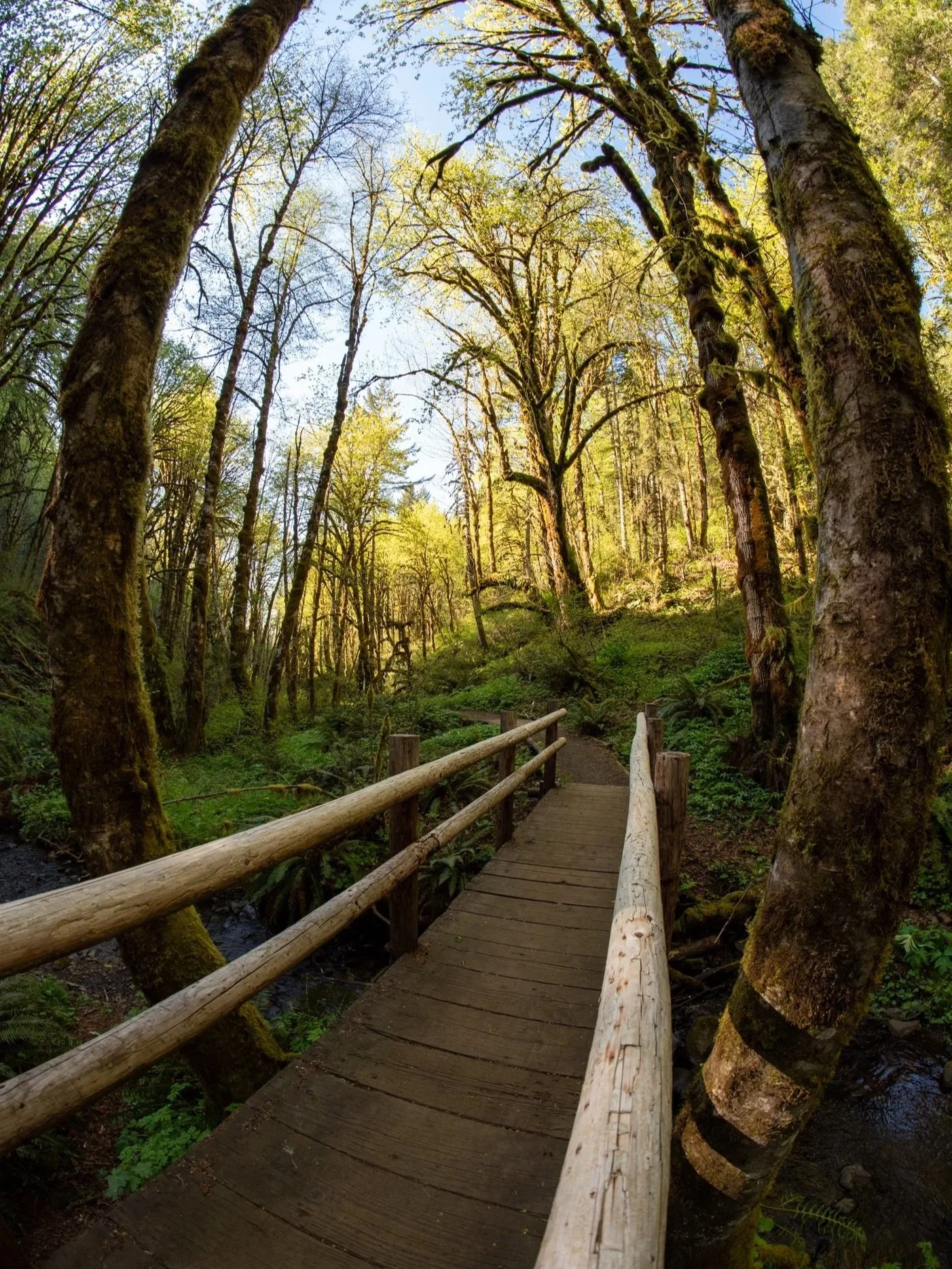 A wooden forest trail with a small bridge surrounded by tall trees with green leaves and moss, under a clear blue sky.