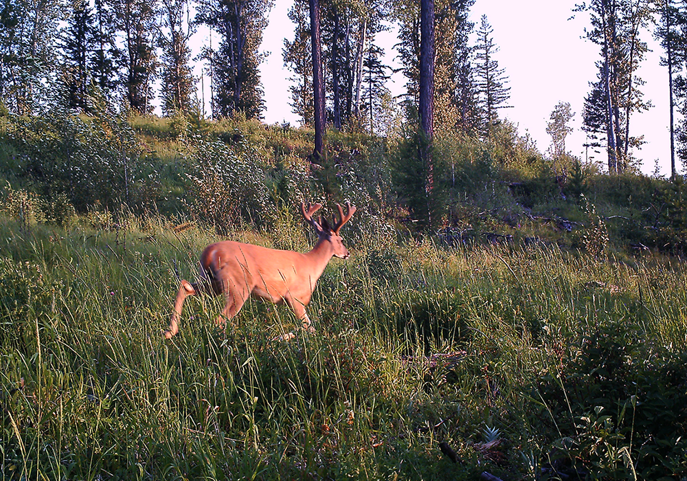 A buck with antlers walking through tall grass in a wooded area with trees.