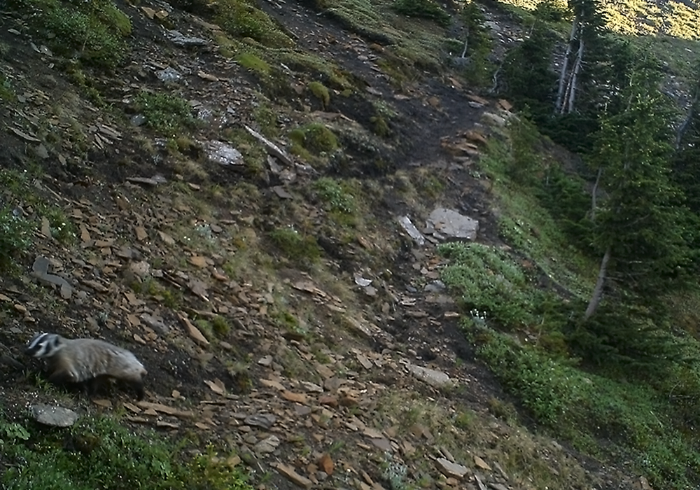 A badger walking on a rocky hillside with sparse vegetation and trees in the background.