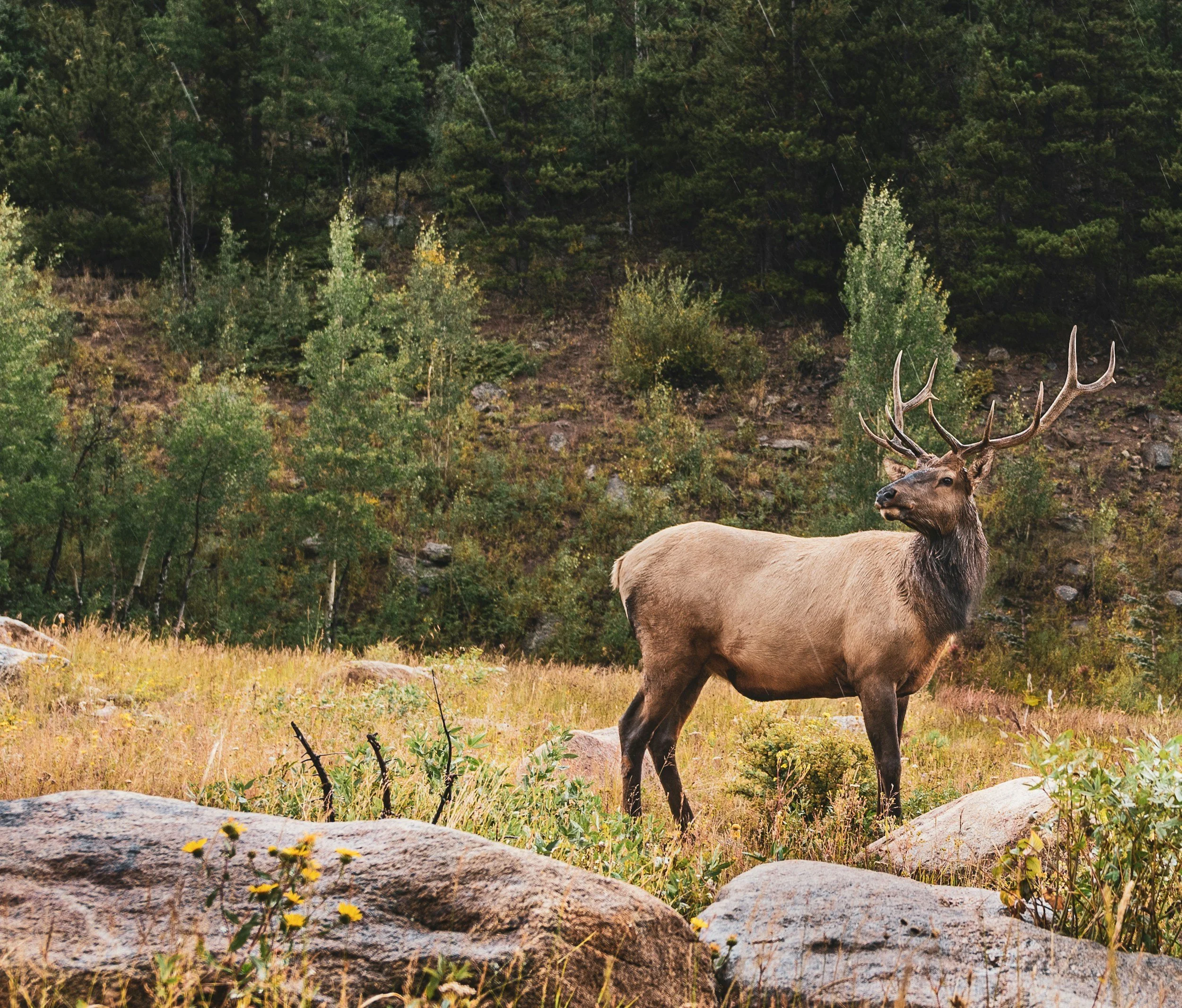 A majestic elk standing in a grassy meadow with rocks, surrounded by green trees and hills.