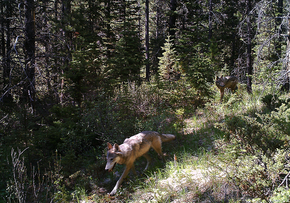 Two wolves in a dense forest with sunlight filtering through trees.