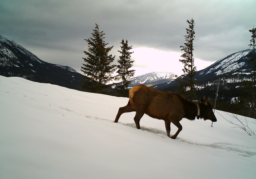 An elk walking on snow-covered ground in a mountainous landscape with snow-capped peaks, pine trees, and cloudy sky in the background.