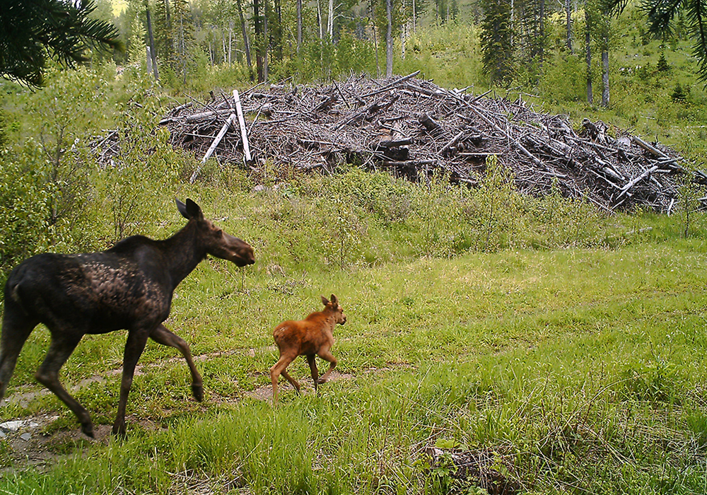 A large moose and a smaller elk calf walking through a grassy clearing surrounded by trees, with a large pile of branches and logs in the background.