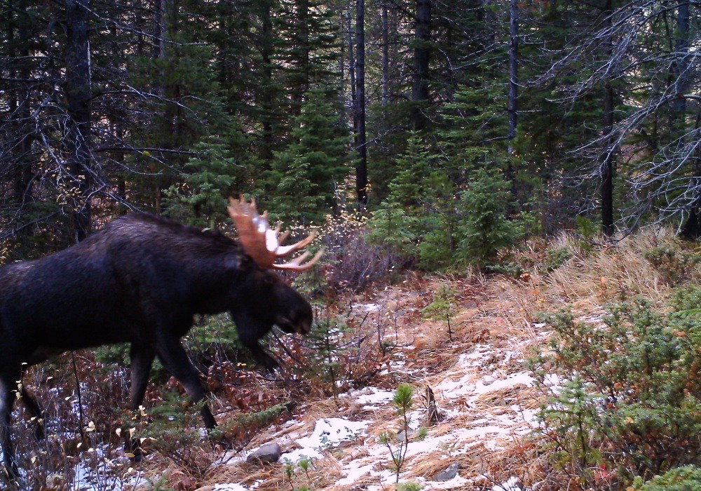 A moose walking through a forested area of Corbin Road Lands with pine trees and some patches of snow on the ground.