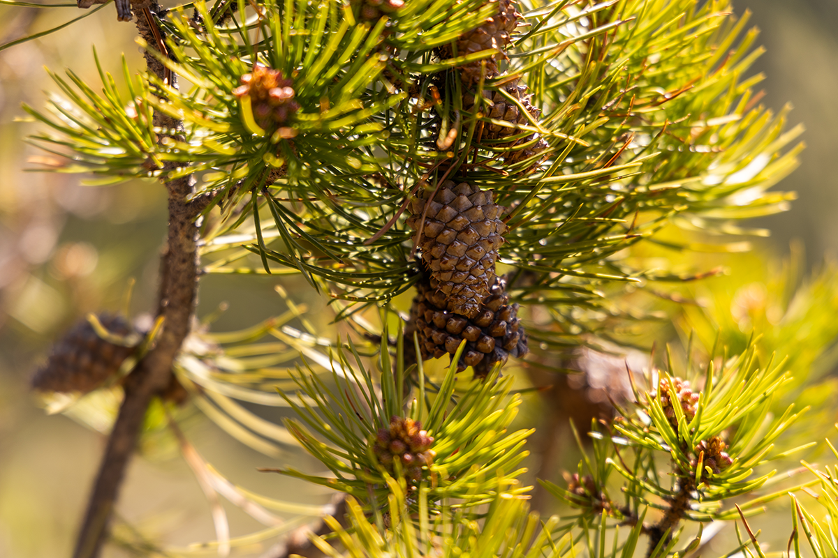 Close-up of pine tree branches with green needles and pine cones surrounded by sunlight.