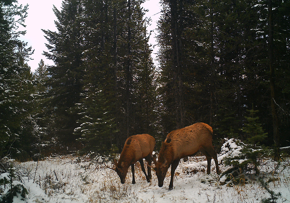 Two elk grazing in a snowy forest clearing surrounded by tall pine trees.