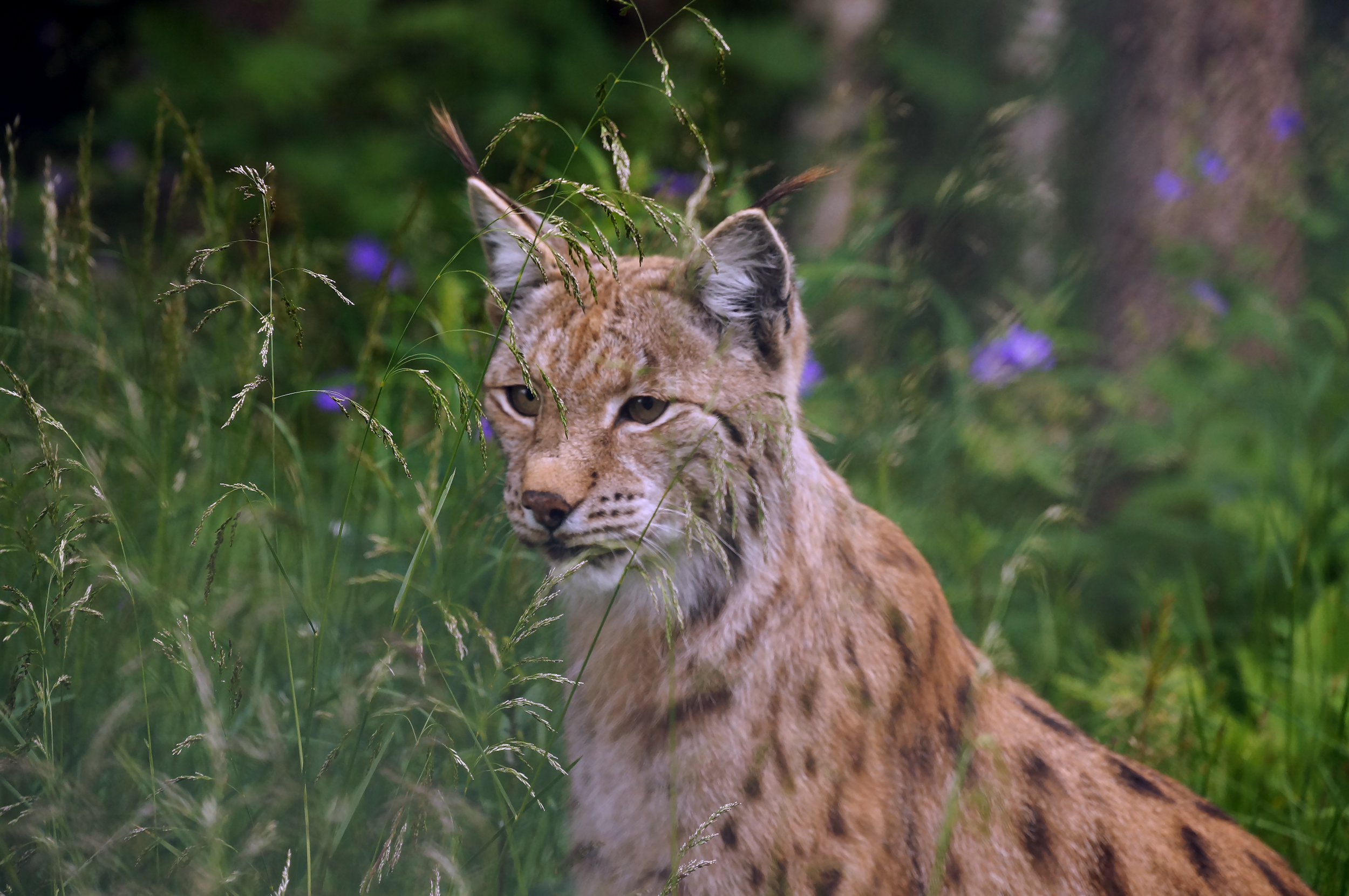 A close-up of a bobcat surrounded by tall grass and wildflowers in a natural environment.