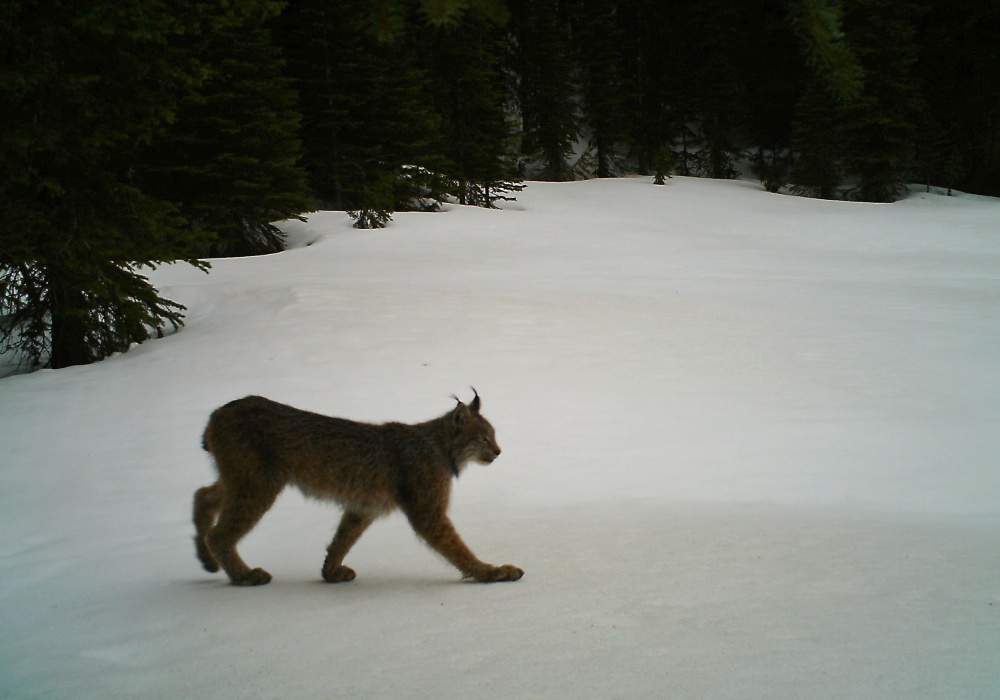 A lynx walking through snow with a forested background.