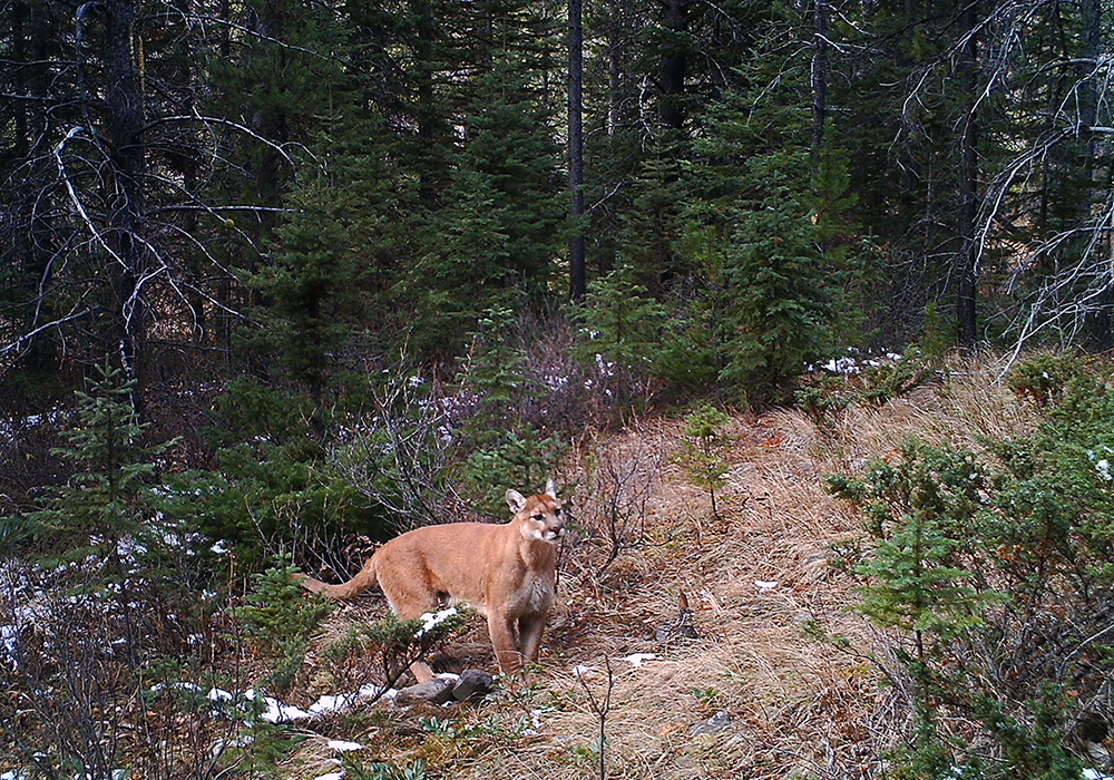 A mountain lion, also known as a cougar or puma, standing in a forested area with pine trees and dry grass, some patches of snow. Taken by a trail camera on Corbin Road Lands.