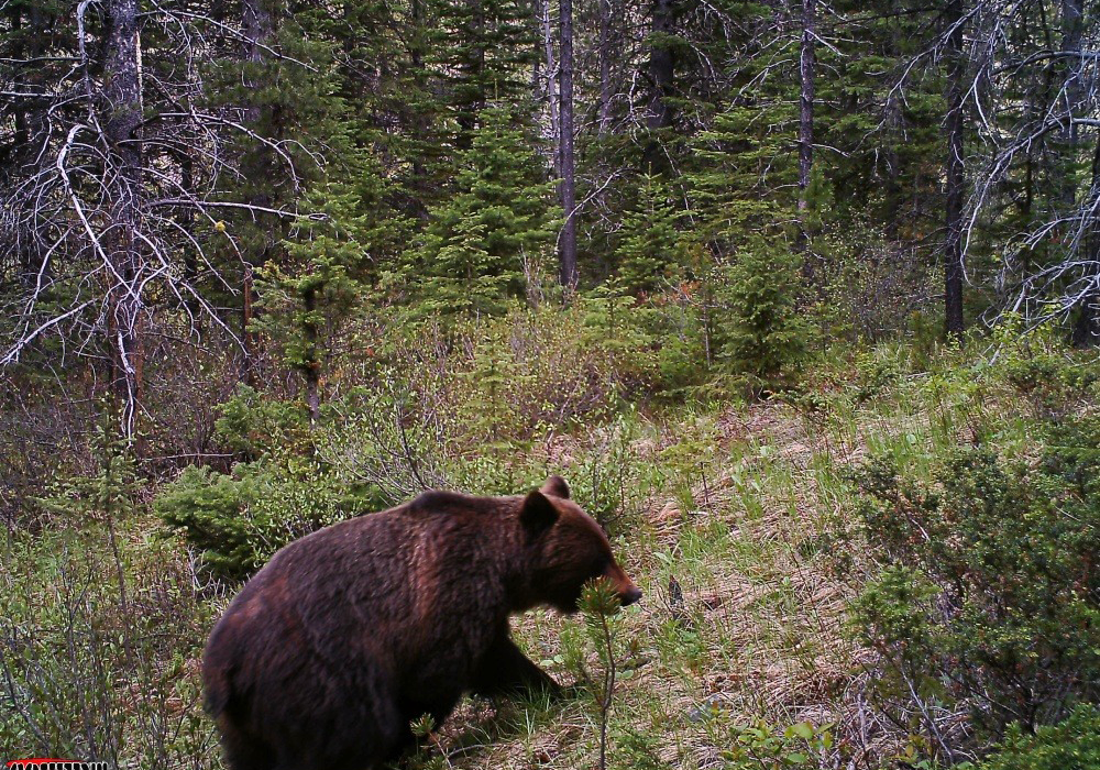 A grizzly bear captured moving through forested habitat on the Corbin Road Land property.