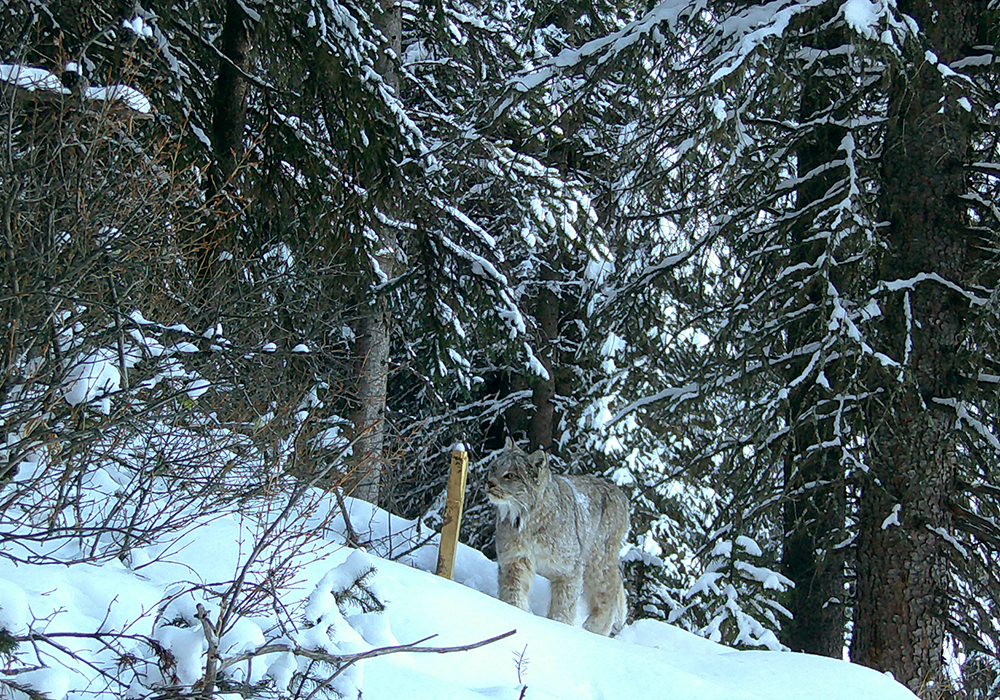 A wolf walking through Corbin Road Lands snow-covered woods with tall trees.