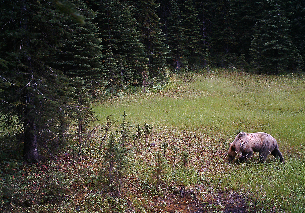A grizzly bear walking through a grassy clearing surrounded by a dense forest of pine trees.