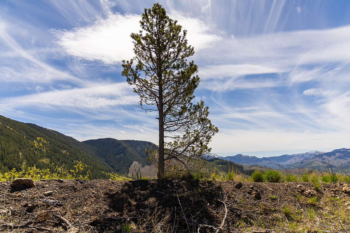 A single endangered tree on a hill in Corbin Road Lands with mountains in the background and a blue sky with wispy clouds.