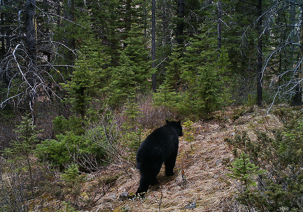 A black bear walking on a dirt trail in a dense forest with pine trees and shrubbery.