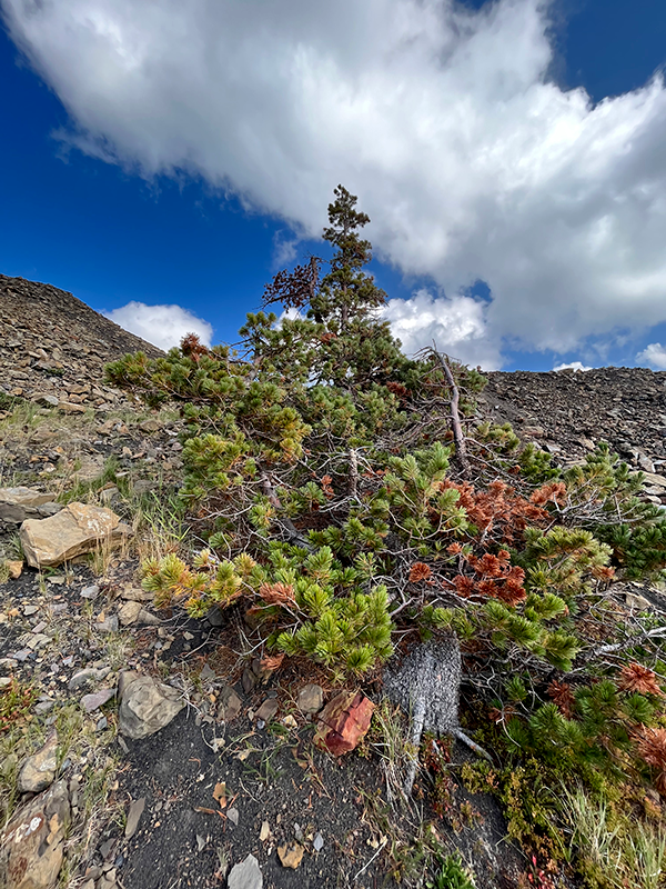 An endangered tree growing on rocky terrain under a partly cloudy sky. Found on Corbin Road Lands in British Columbia, Canada.