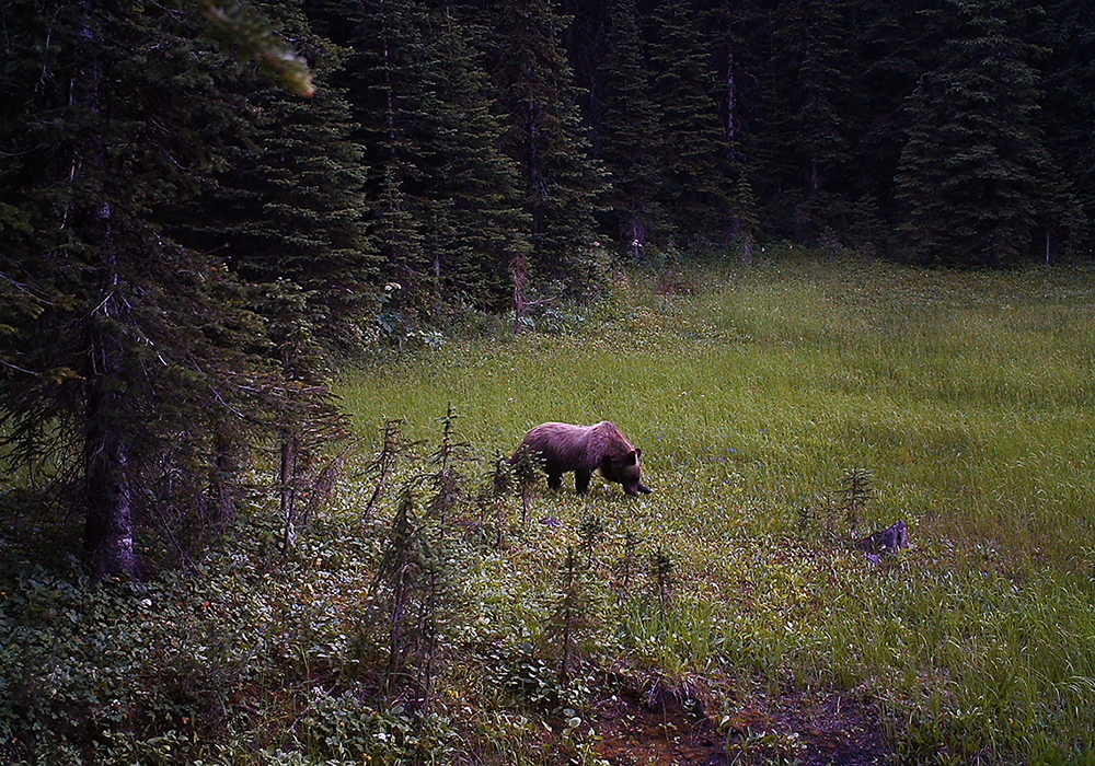A grizzly bear grazing in a grassy meadow surrounded by trees.