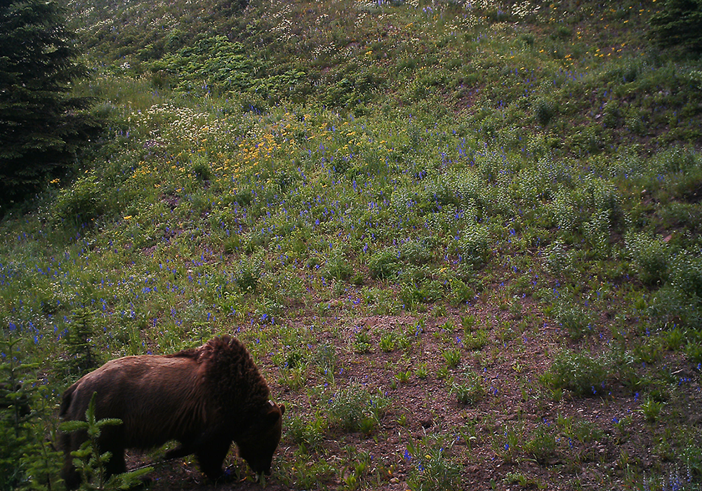 A grizzly bear sniffing the ground in a mountain meadow filled with wildflowers and greenery Corbin Road Lands.