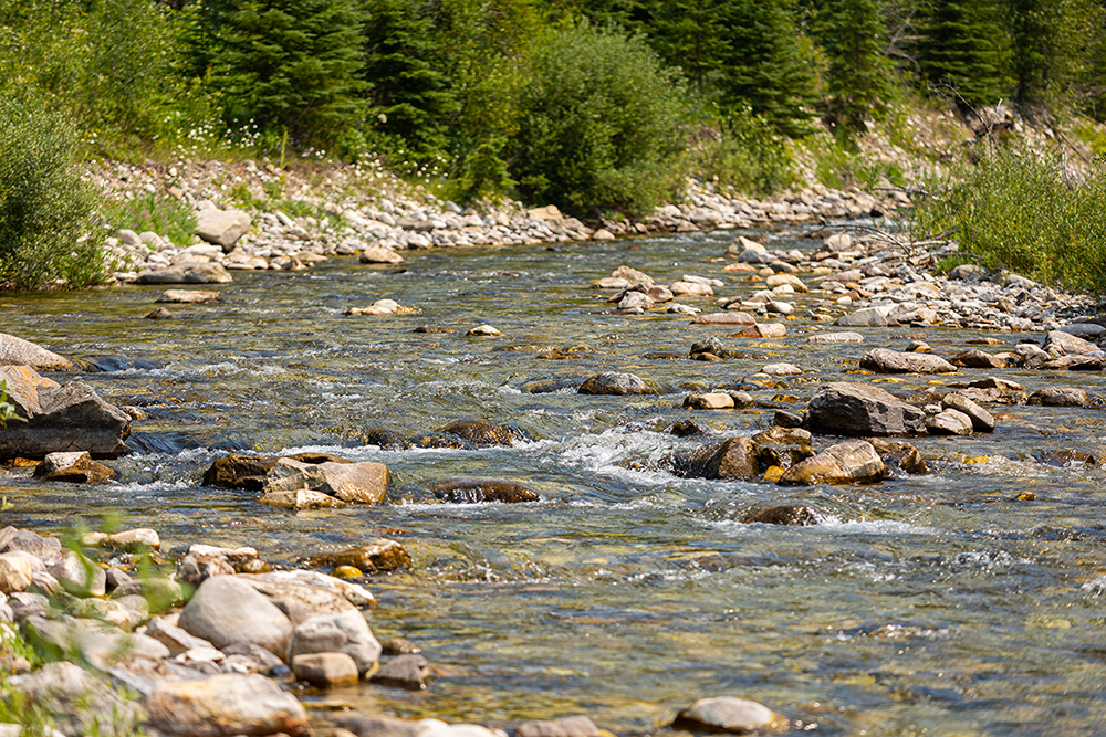 A clear mountain river flowing over rocks with green trees in the background. The river running through Corbin Road Lands.