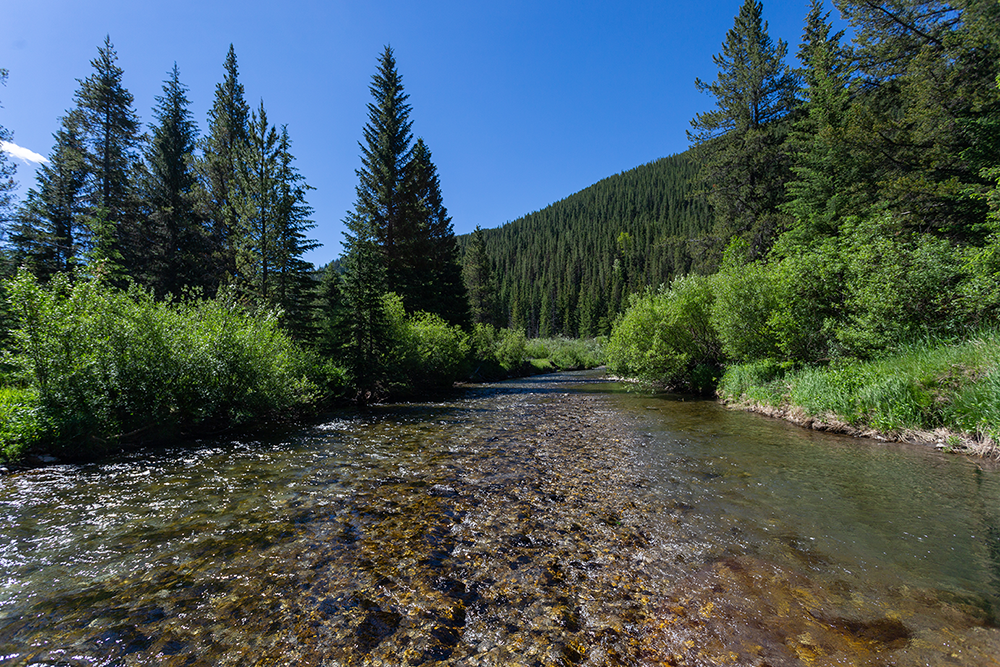 Corbin Road Lands clear mountain river flowing through lush green forested landscape with pine trees and a blue sky.