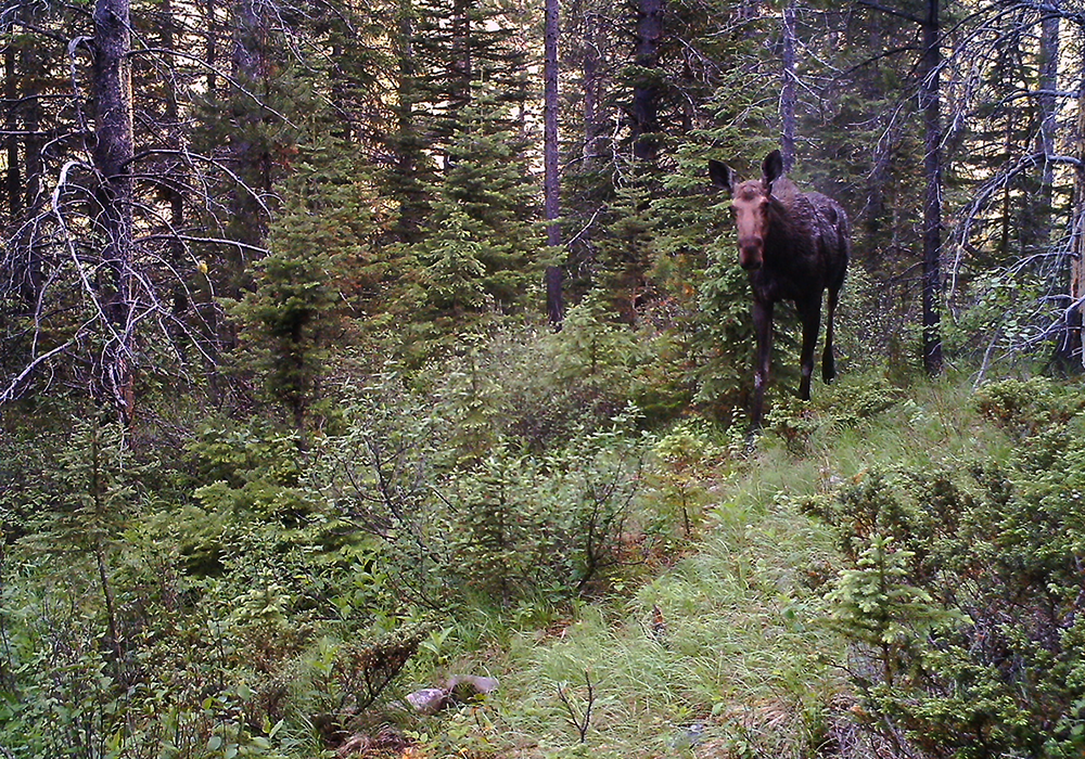 Moose in a dense forest with various trees and green undergrowth.