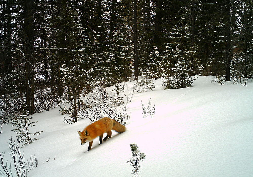 A fox walking through a snowy forest with evergreen trees.