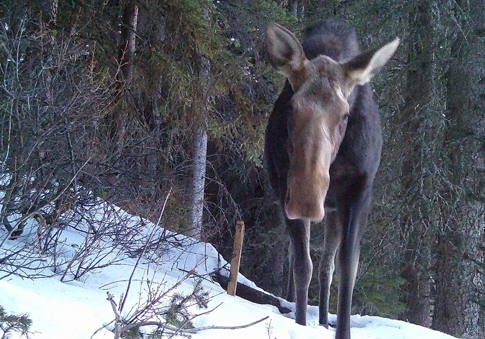 A moose standing in a snowy forested area. Close to one of the trail cams on Corbin Road Lands.