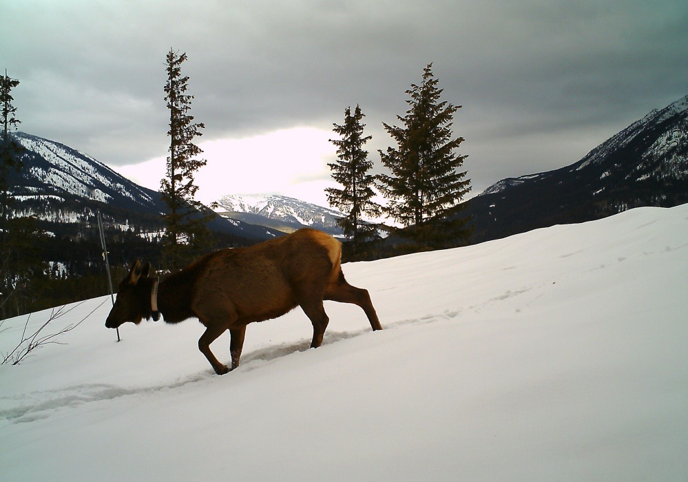A collared elk, walking through snow on a mountain slope with the Corbin Road Lands with trees and snowy peaks in the background under a cloudy sky.
