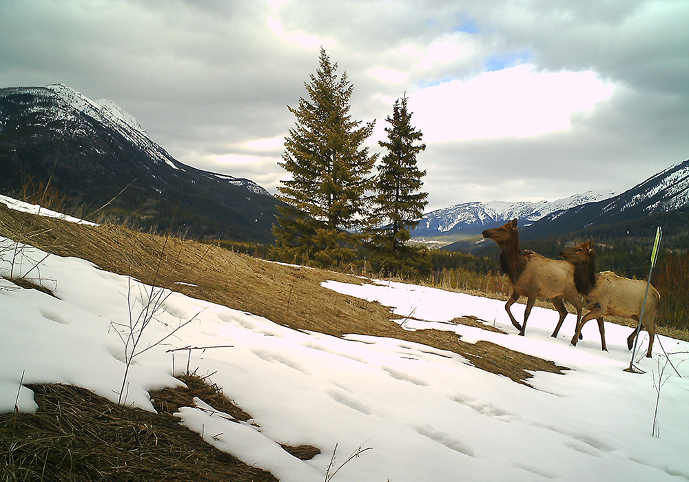Two elk run on snow-covered ground in a mountainous landscape with pine trees and cloudy sky on Corbin Road Lands.