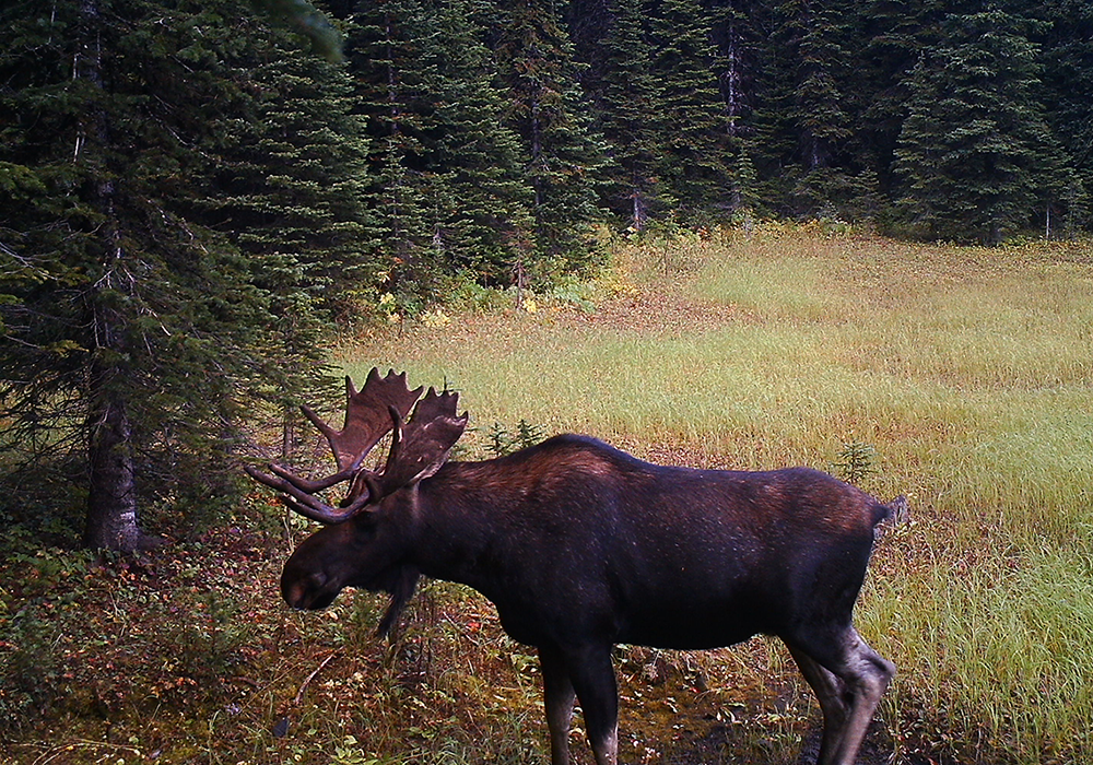 A bull moose with large antlers standing in a grassy clearing surrounded by evergreen trees.