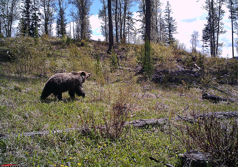 A grizzly bear walking through a grassy area in a forested landscape with tall trees and a partly cloudy sky.