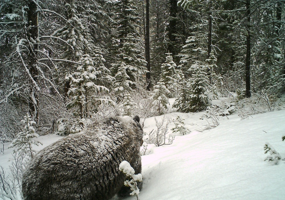 A bear in a snowy forest during winter.
