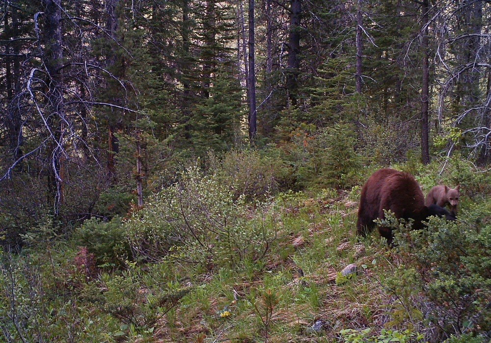 A grizzly bear standing among dense green forest foliage on Corbin Road Lands with trees and shrubs.