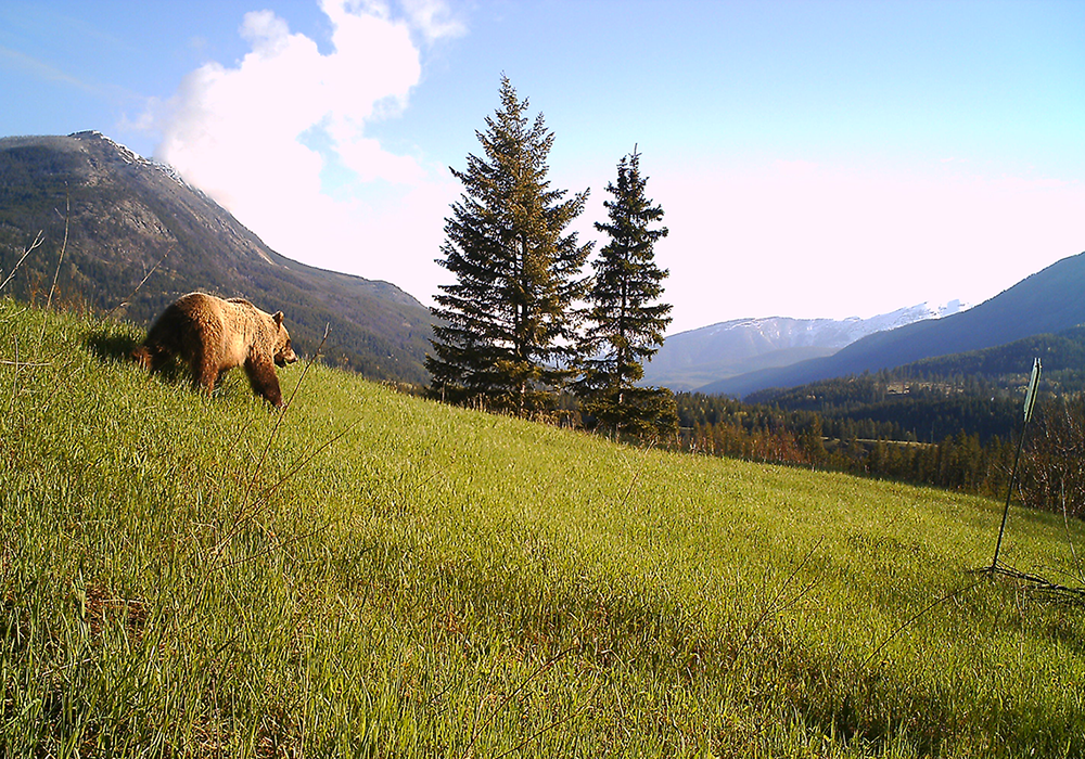A grizzly bear walking on a grassy Corbin Road Lands hillside with mountains and pine trees in the background.
