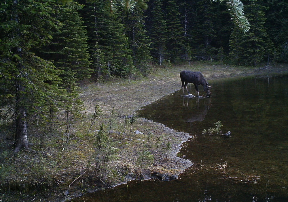 A forest scene with a moose drinking water from a lake, surrounded by pine trees.