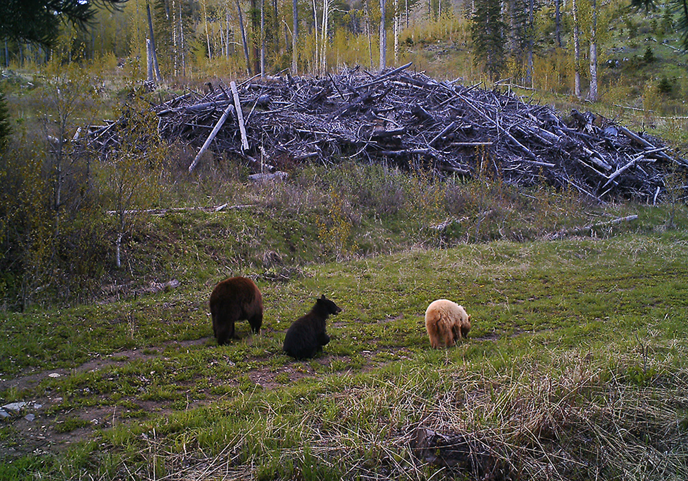 Three bears, a brown, black, and a light-colored, are grazing in a meadow near a large pile of logs with a wooded forest in the background.