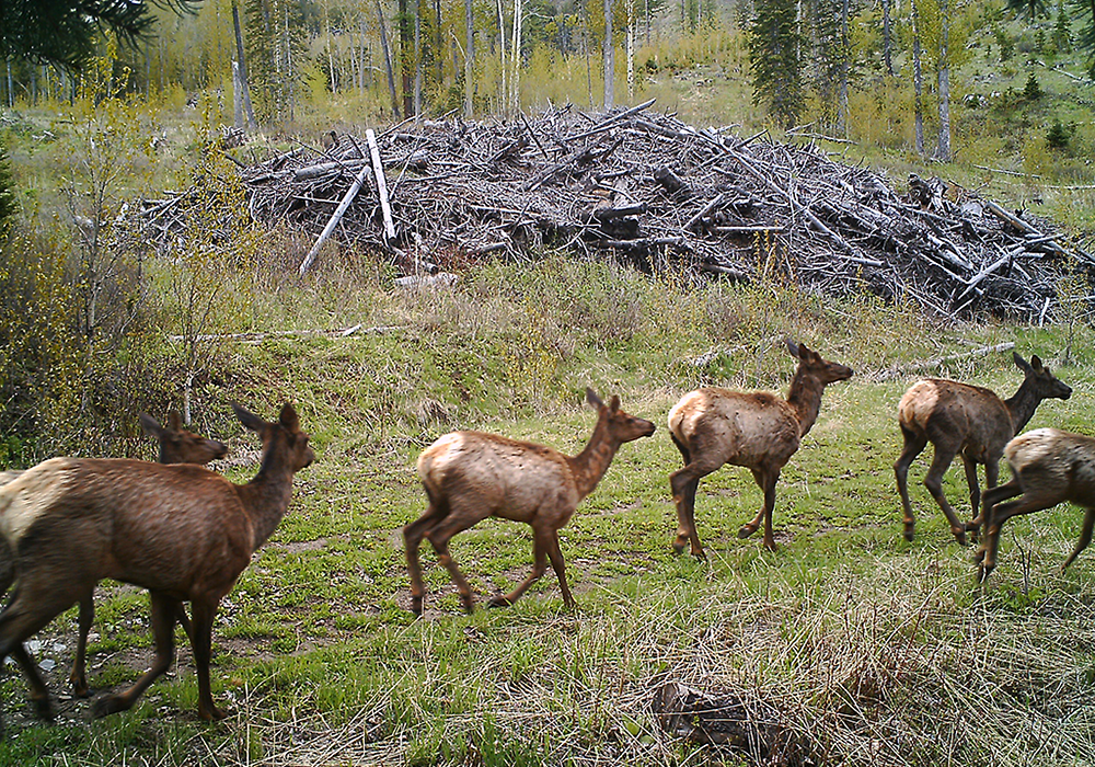 A group of young elk running through a grassy clearing in a forested area with a large pile of branches and logs in the background.