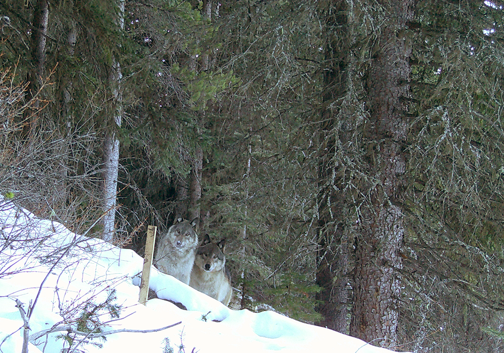 Two wolves standing in snow near trees in a forest not far from a trail cam on Corbin Road Lands.