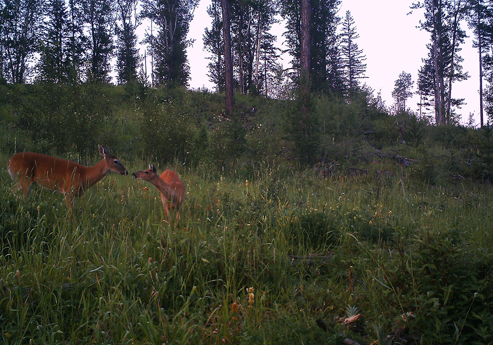 Two deer, a mother and a fawn, standing in a forest clearing with tall grass and trees in the background.