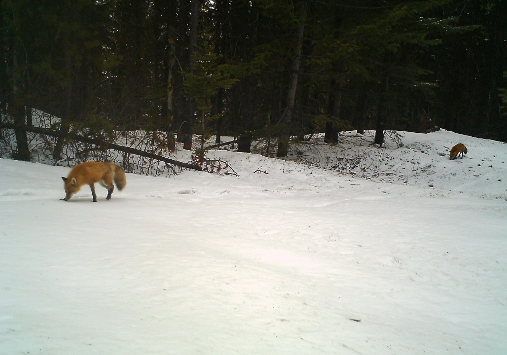 Two foxes in a snowy forested area, one near the left side and the other further back on the right.