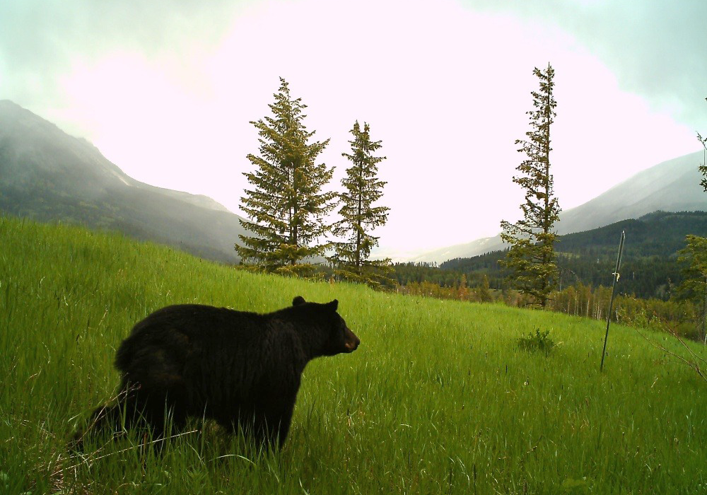 Black bear standing in green grassy field  on Corbin Road Lands with mountains and trees in the background.