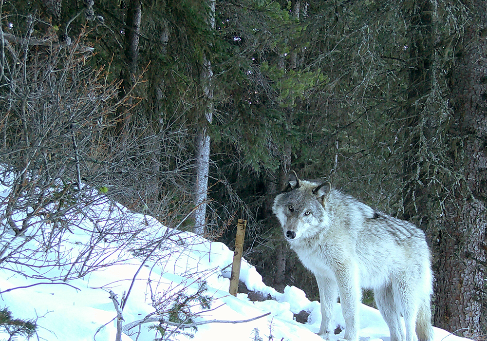 A wolf standing on snow-covered ground near trees and bushes in a forest setting.