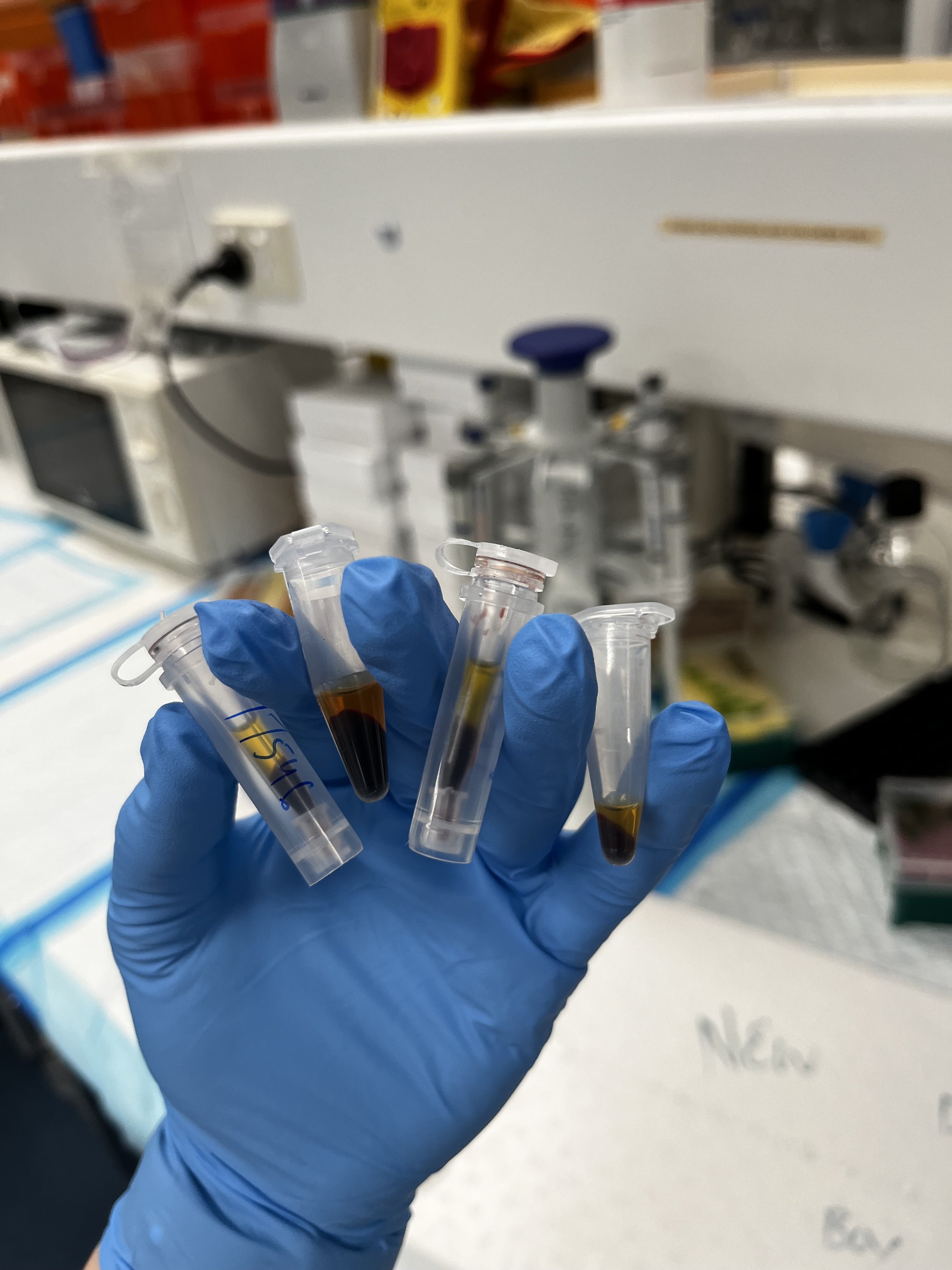 A gloved hand holding small tubes with dark liquid samples in a laboratory setting.