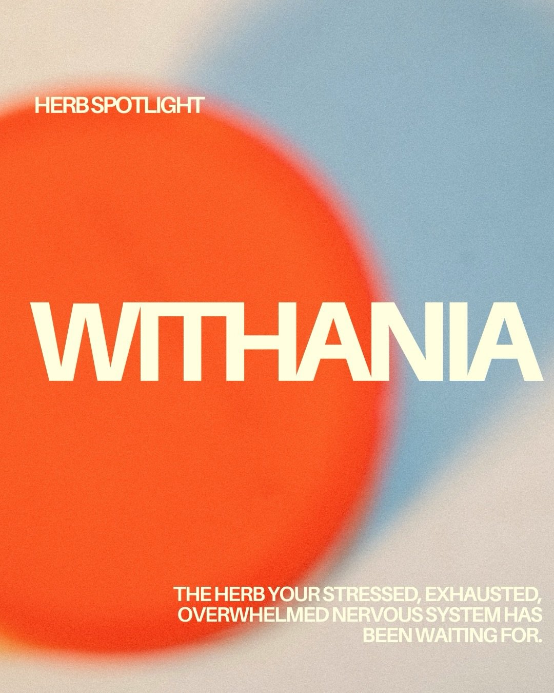HERB SPOTLIGHT SERIES

Withania &mdash; or ashwagandha as it is more commonly known &mdash; is one of the most researched and clinically useful herbs in naturopathic practice.

And for good reason.

Chronic stress is one of the most underestimated dr