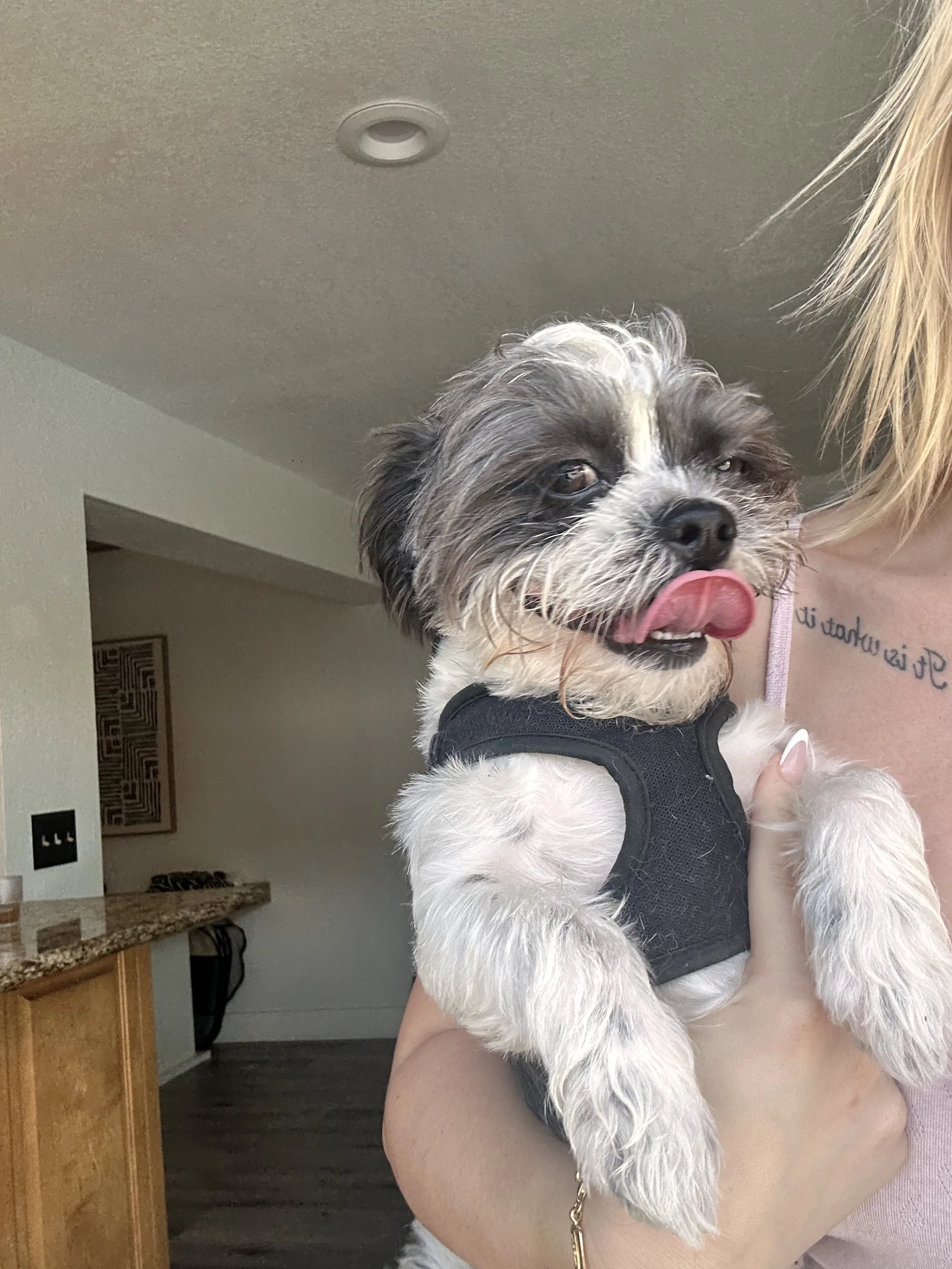 A small dog with black and white fur, wearing a black harness, is being held by a person with blonde hair. The dog has its tongue sticking out and is slightly squinting.