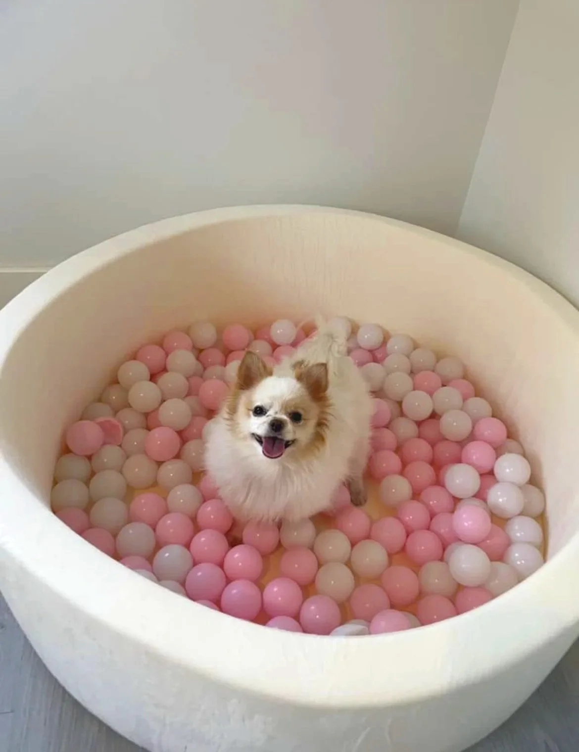 A small dog standing in a round, white ball pit filled with pink and white plastic balls, smiling and looking up.